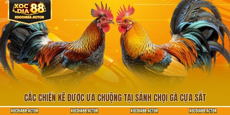 Các chiến kê được ưa chuộng tại sảnh chọi gà cựa sắt