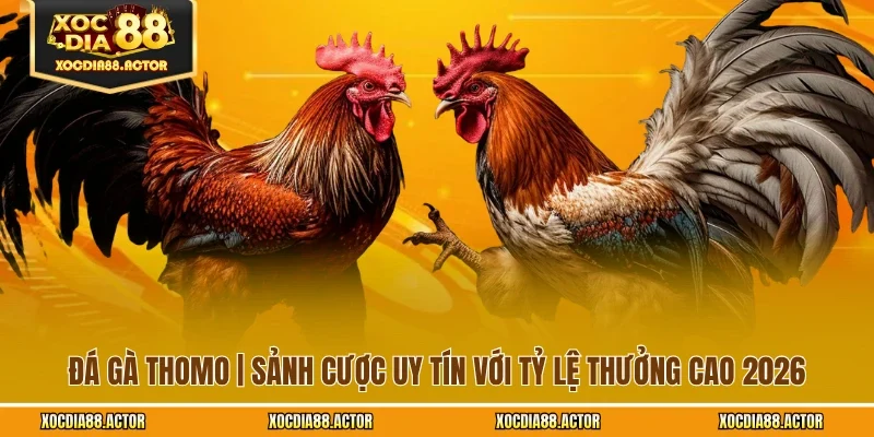Đá Gà Thomo | Sảnh Cược Uy Tín Với Tỷ Lệ Thưởng Cao 2026