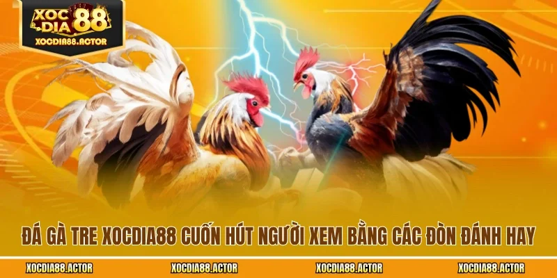 Đá Gà Tre XOCDIA88 Cuốn Hút Người Xem Bằng Các Đòn Đánh Hay