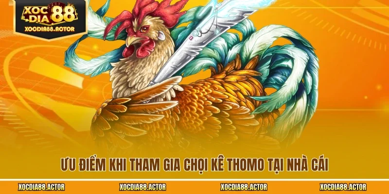 Ưu điểm khi tham gia chọi kê Thomo tại nhà cái